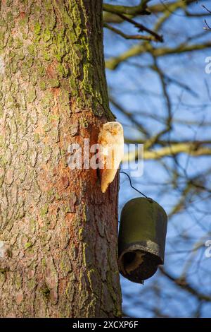 Nid d'abeille sur le côté d'un arbre forestier à côté d'une boîte de chauve-souris Banque D'Images