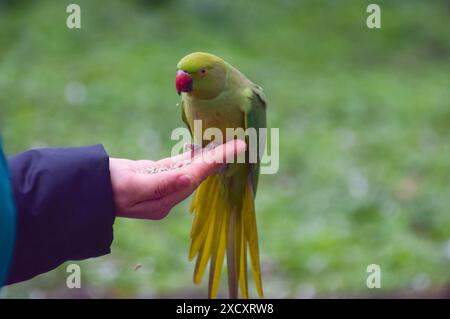 Londres, Royaume-Uni, mars 2024. Une perruche à col rond, également connue sous le nom de perruche à anneaux de rose, mange des graines de la main d'un visiteur à St James's Park, dans le centre de Londres. Crédit : Vuk Valcic/Alamy Banque D'Images