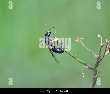 Photo macro d'une fourmi charpentier noire ailée de la Reine sur une plante Banque D'Images