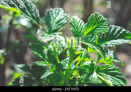 Horticulture. Jeunes plants de framboises biologiques verts dans le jardin. Banque D'Images