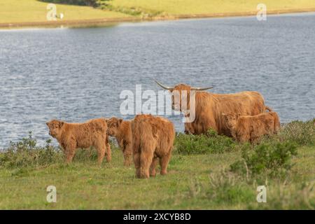 Vaches Highland près d'un loch Banque D'Images
