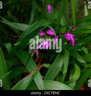 Gros plan sur les fleurs magenta-rose de la plante de jardin des orchidées chinoises bletilla striata. Banque D'Images