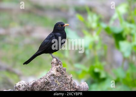 Oiseau noir eurasien, Turdus merula, perché sur une souche d'arbre morte Banque D'Images