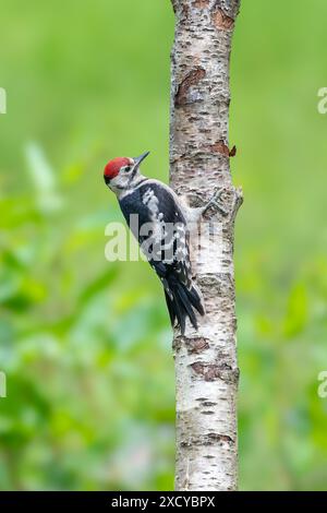 Juvénile grand pic tacheté, Dendrocopos major, grimpant sur une souche d'arbre Banque D'Images