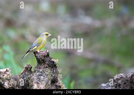 Greenfinch, Chloris chloris, perché sur une souche d'arbre morte Banque D'Images