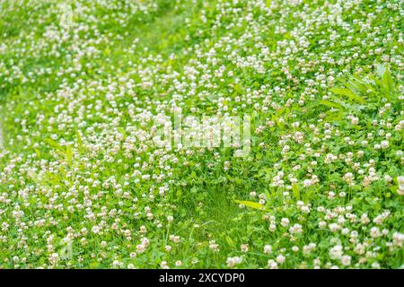 Grande clairière avec des fleurs de trèfle blanc sur une colline à Prague. Photo de haute qualité Banque D'Images