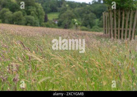 garde d'arbre dans un champ de prairie de foin Banque D'Images