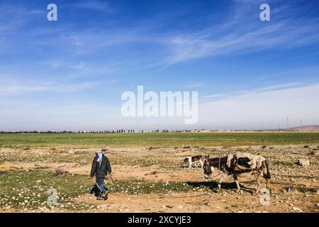 Syrie, environs de Tadmor, berger syrien Banque D'Images