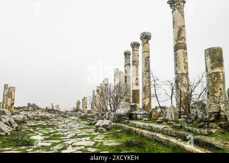 Syrie, Apamée, colonne honorifique et Colonnade aux ruines romaines d'Apamée Banque D'Images