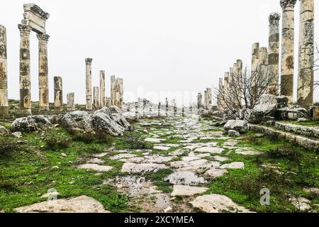 Syrie, Apamée, colonne honorifique et Colonnade aux ruines romaines d'Apamée Banque D'Images