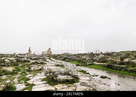 Syrie, Apamée, colonne honorifique et Colonnade aux ruines romaines d'Apamée Banque D'Images