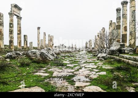 Syrie, Apamée, colonne honorifique et Colonnade aux ruines romaines d'Apamée Banque D'Images