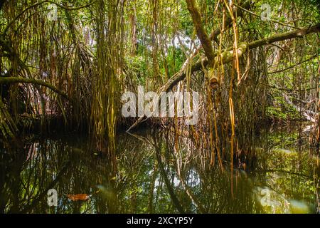 Habitat de mangrove vue partagée sur et sous la surface de l'eau, feuillage avec racines et banc de poissons sous l'eau au Sri Lanka Banque D'Images