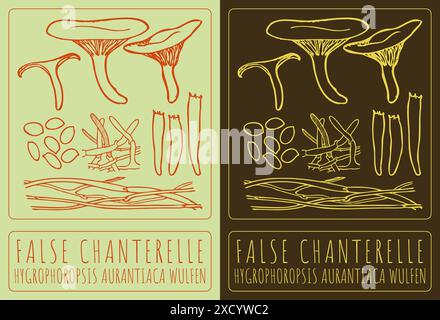 Vecteur dessinant FAUSSE CHANTERELLE. Illustration dessinée à la main. Le nom latin est HYGROPHOROPSIS AURANTIACA WULFEN Illustration de Vecteur