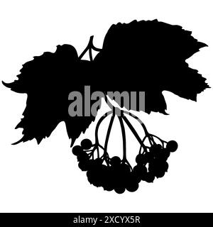 Viburnum rouge, rose de guelder ou silhouette de branche de viburnum opulus, illustration vectorielle botanique isolée sur fond blanc. Illustration de Vecteur