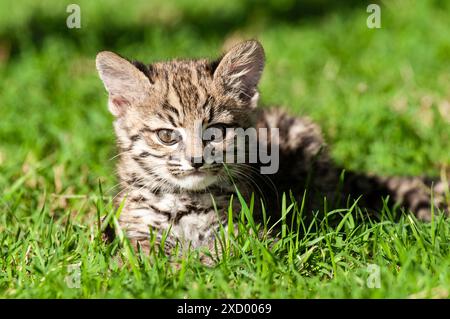 Le chat de Geoffroy, Leopardus geoffroyi, dans la forêt de Calden, la Pampa, Argentine Banque D'Images