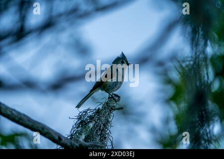 Petit oiseau titmouse touffeté gris perché sur une branche Banque D'Images