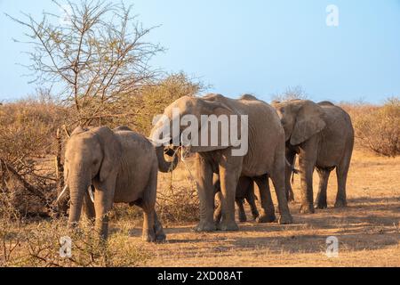 Troupeau familial d'éléphants marchant en ligne vers la caméra avec un mangeant en Afrique du Sud Banque D'Images