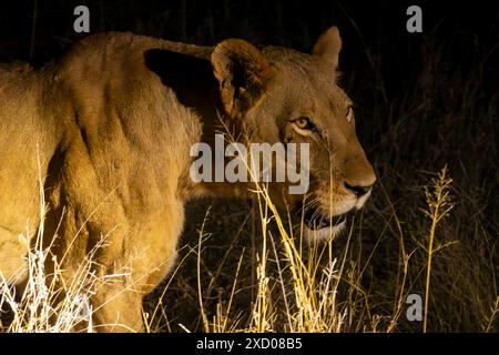 Gros plan portrait d'une lionne féminine à la nuit sur le point de chasser en Afrique du Sud Banque D'Images