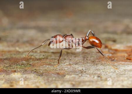 Ant cintré (Aphaenogaster tennesseensis) Banque D'Images