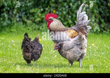 Gros plan sur le majestueux coq au peigne rouge et deux poules dans une prairie herbeuse. Banque D'Images