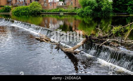 Une vue sur la rivière Wear à Milburngate Bridge Area dans le centre-ville de Durham, Angleterre, Royaume-Uni avec des oiseaux et des canards sur le wier à la recherche de poissons Banque D'Images