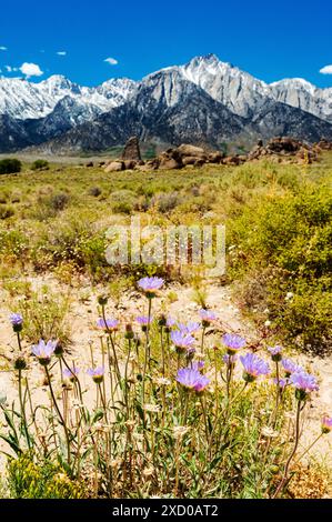 Aster de Californie ; Symphyotrichum chilense ; Mount Whitney ; 14,500' ; plus haut sommet des États-Unis continentaux ; Sierra Nevada Mountains ; Alabama Hills National SC Banque D'Images