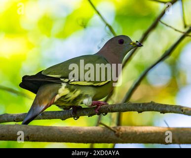 Un pigeon vert à col rose (Treron vernans) perché sur une branche. Sabah, Bornéo, Malaisie. Banque D'Images