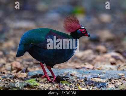 Un étrange Crested Partridge (Rollulus rouloul) cherchant dans la forêt. Bornéo, Malaisie. Banque D'Images