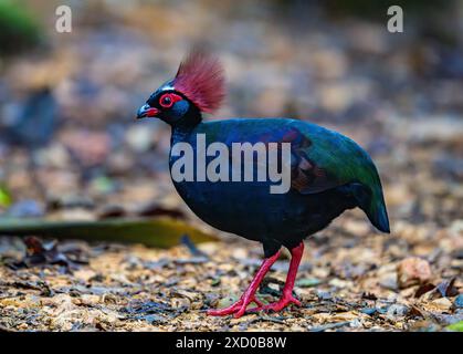 Un étrange Crested Partridge (Rollulus rouloul) cherchant dans la forêt. Bornéo, Malaisie. Banque D'Images