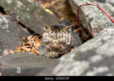 Un adorable tabby marron exotique race de chats assis sur une pierre grise n a peur de voyager à l'extérieur et regarde autour avec peur Banque D'Images