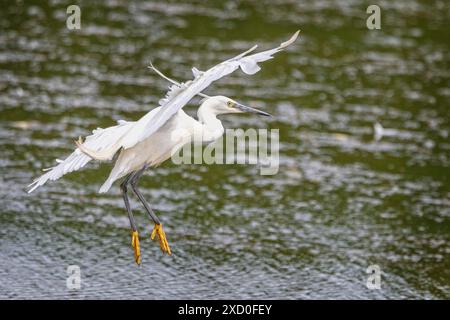 Gros plan d'un petit vol d'aigrette arrivant pour atterrir au-dessus de la surface de l'eau. Banque D'Images