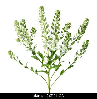 Thlaspi arvense isolé sur fond blanc. Gousses aplaties et ovales de Pennycress des champs. Herbe médicinale Banque D'Images