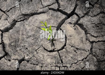 Une petite plante verte pousse à partir d'une fissure dans un rocher. Concept d'espoir et de résilience, car la plante est capable de pousser dans un environnement difficile et aride Banque D'Images