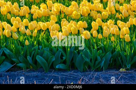 Rangées de tulipes jaunes dans les champs de bulbes de Hollande Banque D'Images
