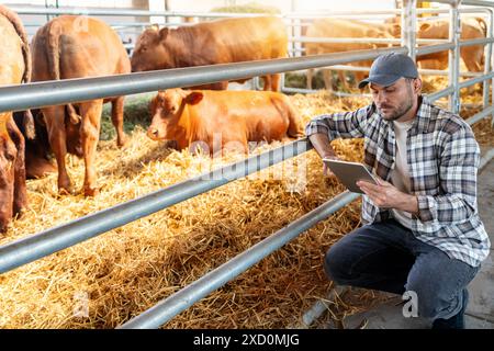 Un éleveur utilise une tablette numérique lorsqu'il travaille dans une ferme d'élevage. Banque D'Images