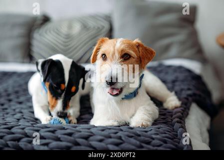 Deux chiens Jack Russell sont allongés dans un lit de maison en gros plan. Photo de haute qualité Banque D'Images
