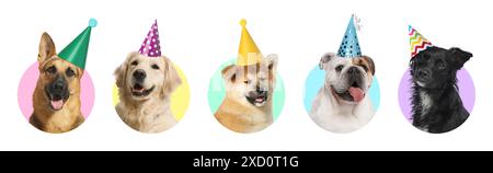 Chiens d'anniversaire mignons dans des chapeaux de fête sur fond blanc, collage de portraits Banque D'Images