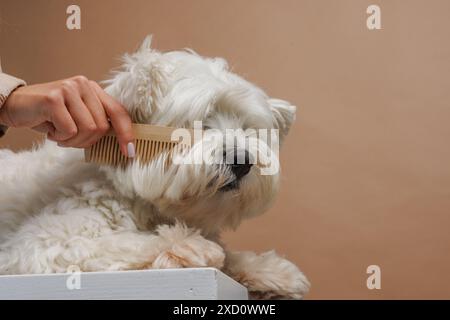 Le propriétaire du chien West Highland White Terrier peigne la longue fourrure blanche avec un peigne en bois, prenant soin de l'animal Banque D'Images