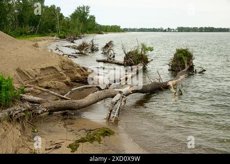 Arbres tombés le long du rivage à presque Isle à Erie Pa Banque D'Images