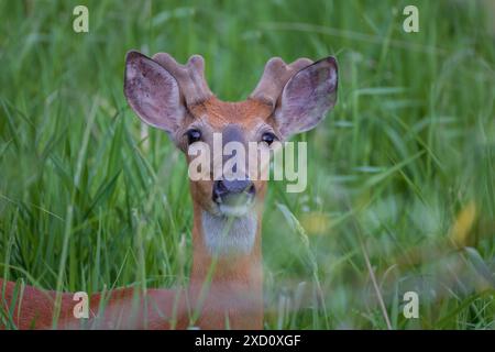 Buck à queue blanche un matin de juin dans le nord du Wisconsin. Banque D'Images