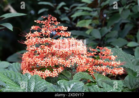 Fleur de pagode orange (Clerodendrum paniculatum), sur la grande île d'Hawaï. Feuilles vertes au premier plan et en arrière-plan. Banque D'Images