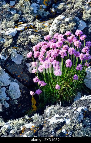 Armeria maritima, la friperie, la friperie de mer ou rose de mer, est une espèce de plante à fleurs de la famille des Plumbaginacées. Banque D'Images