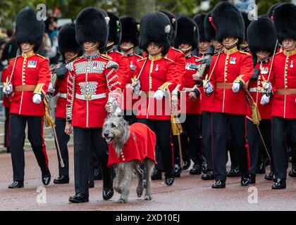 Londres 15 juin 2024 Trooping the Colour. La mascotte des gardes irlandais, Seamus, dirige le défilé le long du Mall vers Horseguard Parade Banque D'Images