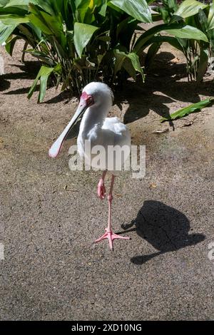 Cuillère rosée (Platalea ajaja), échassier grégaire de la famille ibis et cuillère. On le trouve en Amérique du Sud et en Amérique du Nord. Banque D'Images