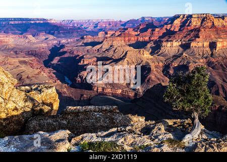 Vue matinale, Grand Canyon. Fleuve Colorado au fond de la gorge. Arbre solitaire au bord du canyon au premier plan. Banque D'Images