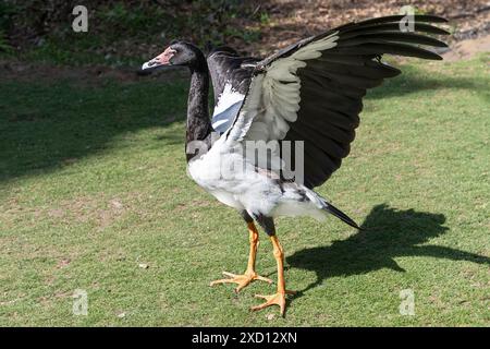 L'oie de Magpie (Anseranas semipalmata) frise ses ailes. Un oiseau d'eau trouvé dans le nord de l'Australie et le sud de la Nouvelle-Guinée Banque D'Images