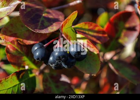 Baies Aronia sur la branche.Aronia melanocarpa.Noir Chokeberry à l'automne.Concept de nature intéressant pour la conception d'arrière-plan.Mise au point douce.Récolte Banque D'Images