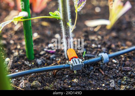 Gros plan d'un système d'irrigation goutte à goutte installé dans une serre de légumes. Banque D'Images