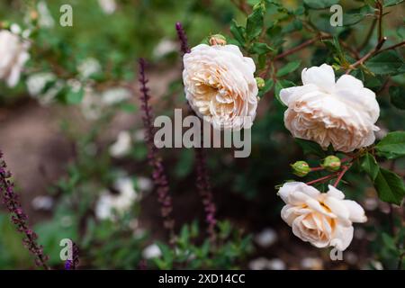 Gros plan de Crocus Rose anglais florissant dans le jardin d'été par salvia. Les fleurs blanches crémeuses poussent sur l'arbuste. Sélection Austin Banque D'Images